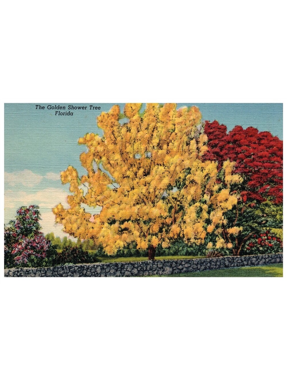 Vintage Postcard Golden Shower Tree Florida Tropical Bloom